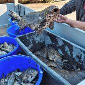 Schlamm-Lawine und tote Fische