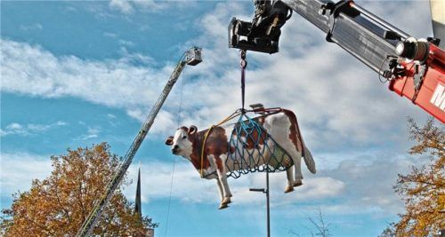 Eine Kuh im Tier-Rettungsgeschirr schwebt am Kran über den Besuchern.