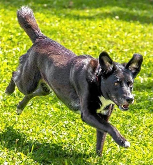 Hündin Emma ist freundlich zu Menschen.Foto re