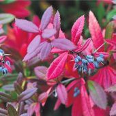 Alternativen zu Kirschlorbeer