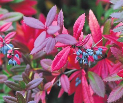 Im Herbst begeistert die Berberitze mit farbenfrohem Laub. Foto picture alliance/dpa/Andrea Warnecke