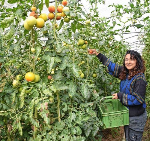 Jakelin Cortes Rondon bei der Tomatenernte im Gewächshaus der Solawi Lenzwald. Foto  Wagner