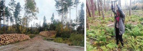 Mit einer Moorklappsonde verdeutlicht Hydrogeologin Sharon Rakowski, was in Raubling getan werden muss. Die Baumfällarbeiten haben währenddessen begonnen. Fotos Sautter
