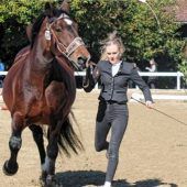 Kaltblut-Pferdezüchter feiern erfolgreiches Jubiläum