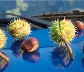 Schutz vor den Kastanien