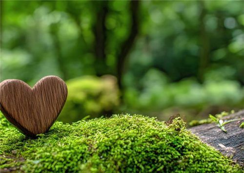 Rund um Allerheiligen wird an die Verstorbenen erinnert. Die Symbolik der Natur spielt dabei eine große Rolle. Fotos Adobestock