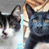 Zwei verspielte und verschmuste Kater auf Wohnungssuche