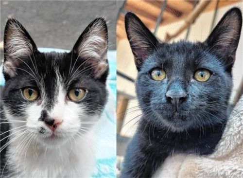 Scotty und Stewie (rechts) wünschen sich ein gemeinsames Zuhause. Foto re