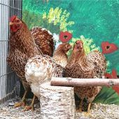 Bezirksschau: Gackern, Schnattern, Kinderlachen