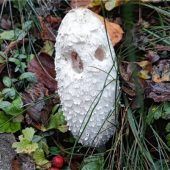 Schwammerl kommt als Gespenst daher