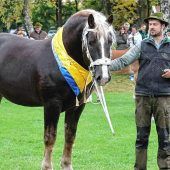 Das schönste Pferd Bayerns kommt aus Nußdorf