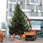 Untrügliches Zeichen für den nahenden Advent