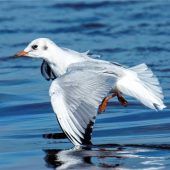 Vereinsleben leidet unter Vogelgrippe