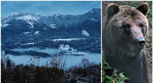 Am Samerberg soll sich seit einiger Zeit ein Bär herumtreiben, zuletzt will ihn eine Spaziergängerin in der Filze gesehen haben. Fotos Nietzsche; dpa