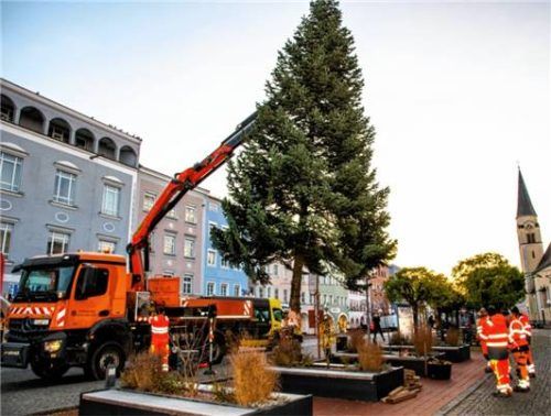 Der Bauhof war schon ganz früh fleißig: Am Stadtplatz hat er den Christbaum aufgestellt. Foto  Mayer