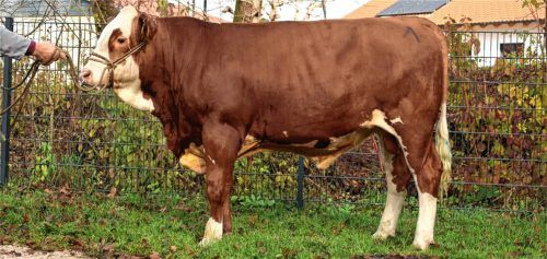 Der Bulle mit der Katalognummer 1 wurde für 17.000 Euro vom Besamungsverein Neustadt ersteigert. Foto RE