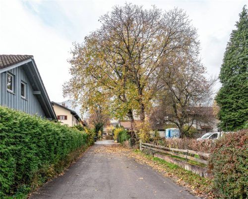 Der Walnussbaum in der Spitzsteinstraße 2 ragt weit aus dem Grundstück heraus. Nun soll er weg. Foto Thomae