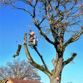 Riesige Eiche in Rosenheim gefällt