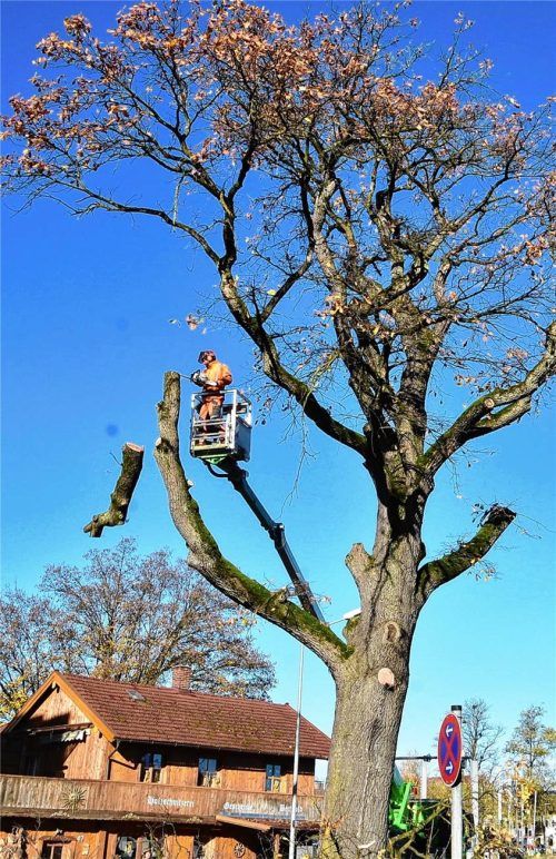 Die große Stieleiche Am Gries musste jetzt gefällt werden. Fotos  Schlecker