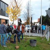 Feld-Ahorn am Gemeindehaus gepflanzt