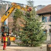 Weihnachtsbaum steht vor dem Rathaus