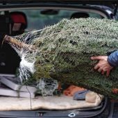 Wird der Christbaum zum Luxusgut?