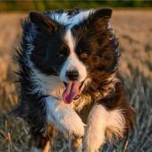 Tiere haben auch eine Seele