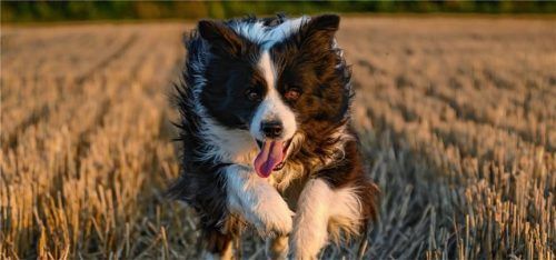 Ein Border Collie springt im Licht der untergehenden Sonne über ein Stoppelfeld.Foto dpa