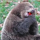 Einen Bären aufgebunden