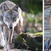 „Wir sind halt nicht in Yellowstone oder Kanada“