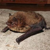 Sechs neue Fledermaus-Standorte entdeckt