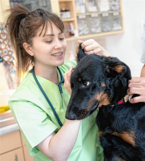 Eine Tierärztin behandelt einen Hund in der Tierarztpraxis (Symbolbild). Foto dpa