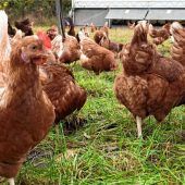 „Höchste Alarmstufe“ – Vogelgrippe breitet sich aus