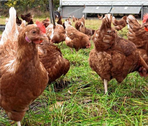 Freiland-Geflügel muss zum Schutz vielleicht bald in den Stall. Foto IMAGO