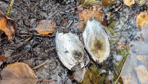 Handelt es sich bei den gefundenen Muscheln um die streng geschützte Bachmuschel, wie Georg Hundhammer vermutet? Fotos Blum