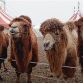 Zauberhafte Hofweihnacht in der Ziegenmeierei öffnet ihre Pforten