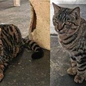 Zwei lebenslustige Kater boxen sich durch
