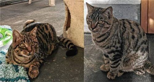 Joey (links) und Jacky warten auf Interessierte. Foto Tierheim