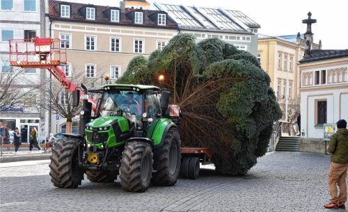 Mit einem Traktor wurde die Tanne von Flintsbach nach Rosenheim transportiert. Fotos Schlecker