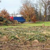 Bäume weg, um Holz zu lagern