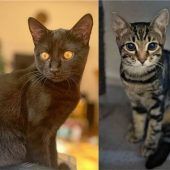 Sari und Simba sind von außergewöhnlicher Schönheit