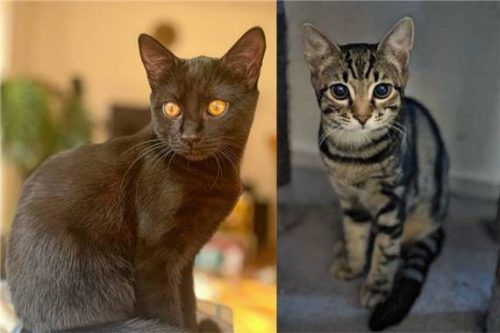 Sari (links) und Simba suchen ein gemeinsames Zuhause. Foto re