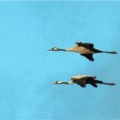 Vogelgrippe in der Region angekommen