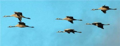 Von der Vogelgrippe besonders betroffen sind derzeit Kraniche auf ihrem Zug nach Süden. Jetzt wurde in Rott bei einer verendeten Lachmöwe das Vogelgrippe-Virus nachgewiesen.Foto DPA