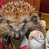 „Man spürt, dass die Tiere weiterleben möchten“