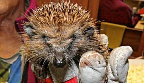 Von unzähligen Flöhen und Zecken hat „Igel-Mama“ Elisabeth Hüller von der Igelstation in Winkl (Gemeinde Grabenstätt) gerade Igel „Markus“ befreit. Foto müller