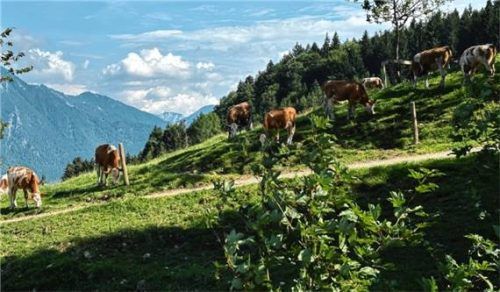 Wie hier auf der Rachlalm bei Grassau weideten auch heuer hauptsächlich Jungtiere auf den Almen. Es gab keine Angriffe.Fotos AVO