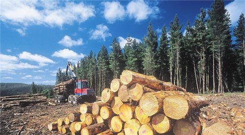 Wie viel Entwaldung darf sein? Baufirmen bleibt nun erstmal der Nachweis der Rechtskonformität erspart. Foto Smarterpix/londondeposit