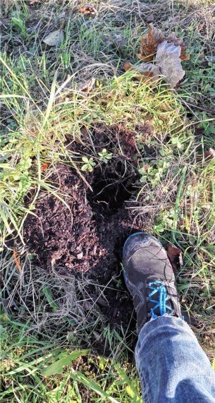 Wo einst eine Weinrebe am Platz der Partnerschaft in Westerham eingepflanzt war, entdeckten Mitarbeiter des gemeindlichen Bauhofs Ende Oktober nur noch ein Loch. Foto Gemeinde Feldkirchen-Westerham