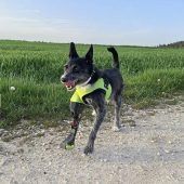 Ein neues Hundebein aus dem 3D-Drucker